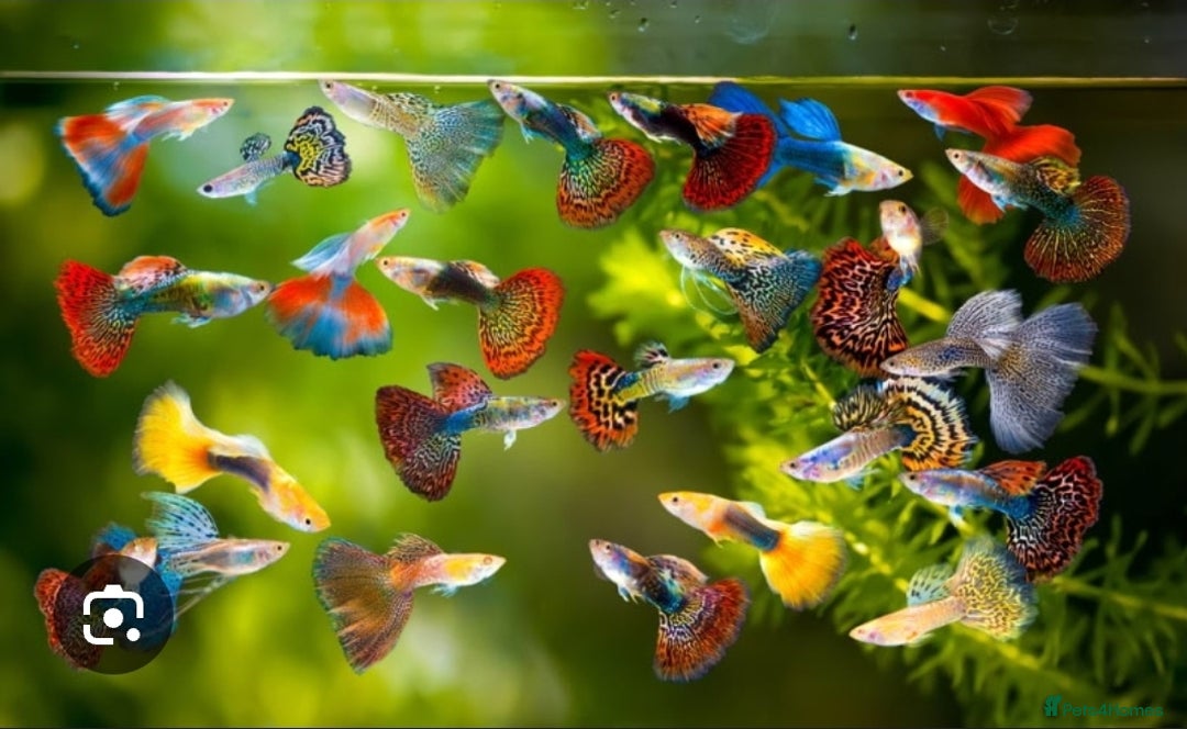 Live Bearers fish for sale: Mixed sized guppys,postage or collection - Image 3