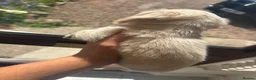 Miniature Dachshund dogs for sale: Cream miniature dachshund  - Advert 12