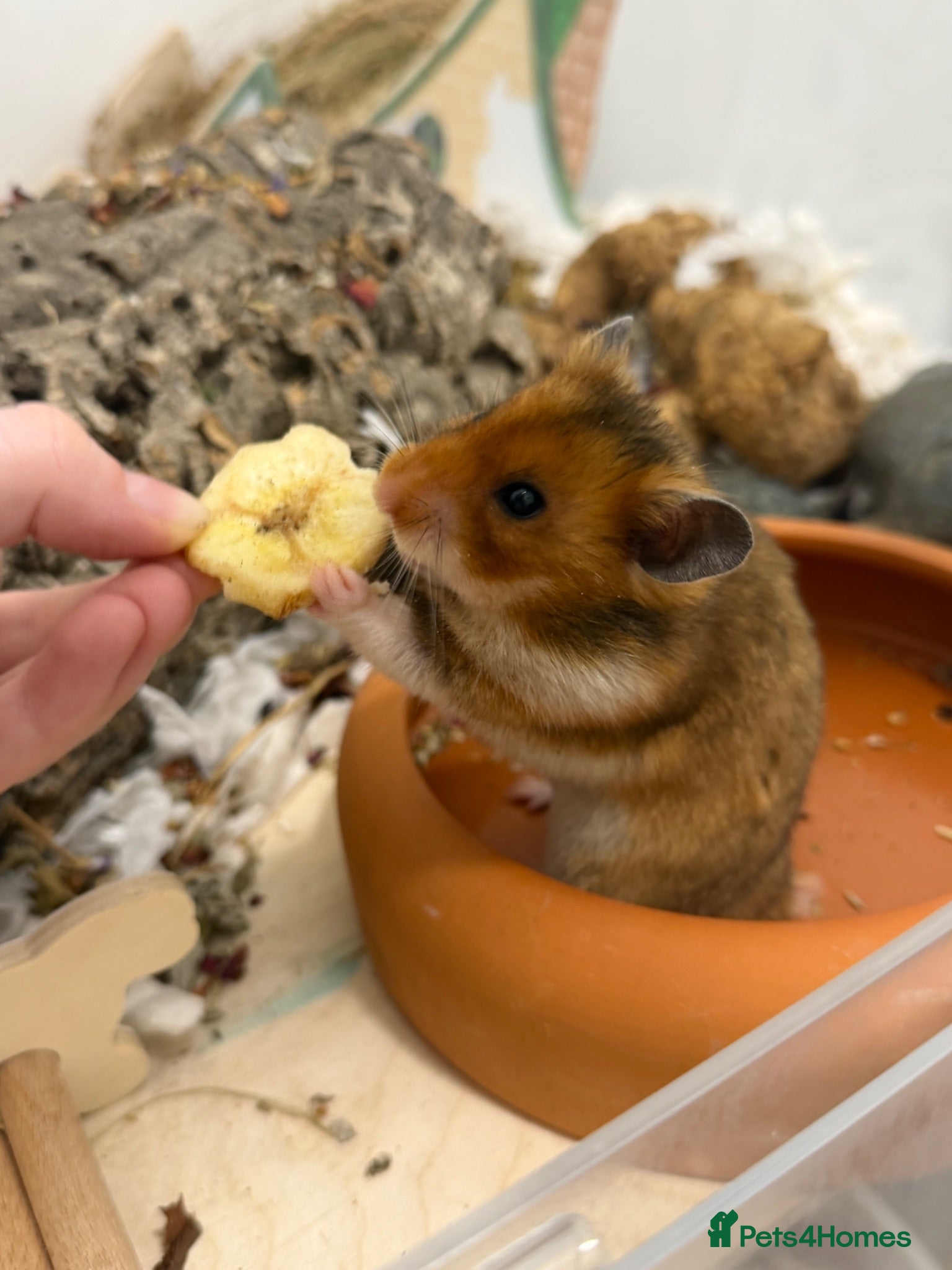 Hamster rodents Male Syrian hamster Toffee - Advert 4