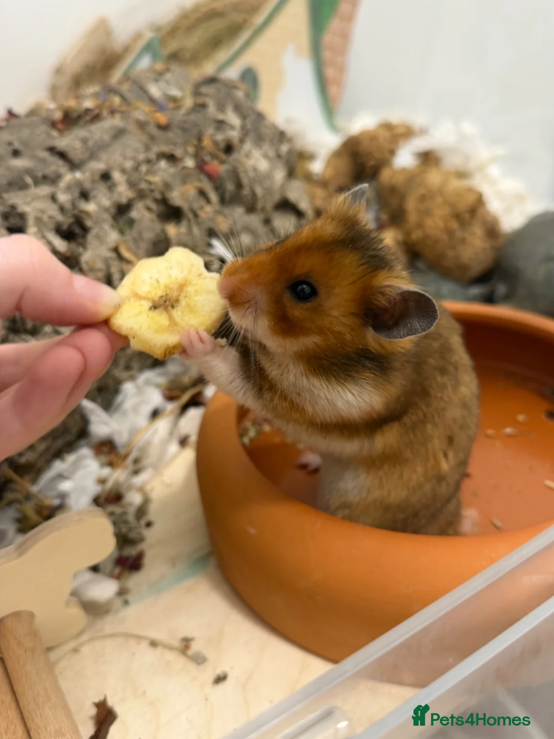 Hamster rodents for sale: Male Syrian hamster Toffee in Manchester - Advert 1