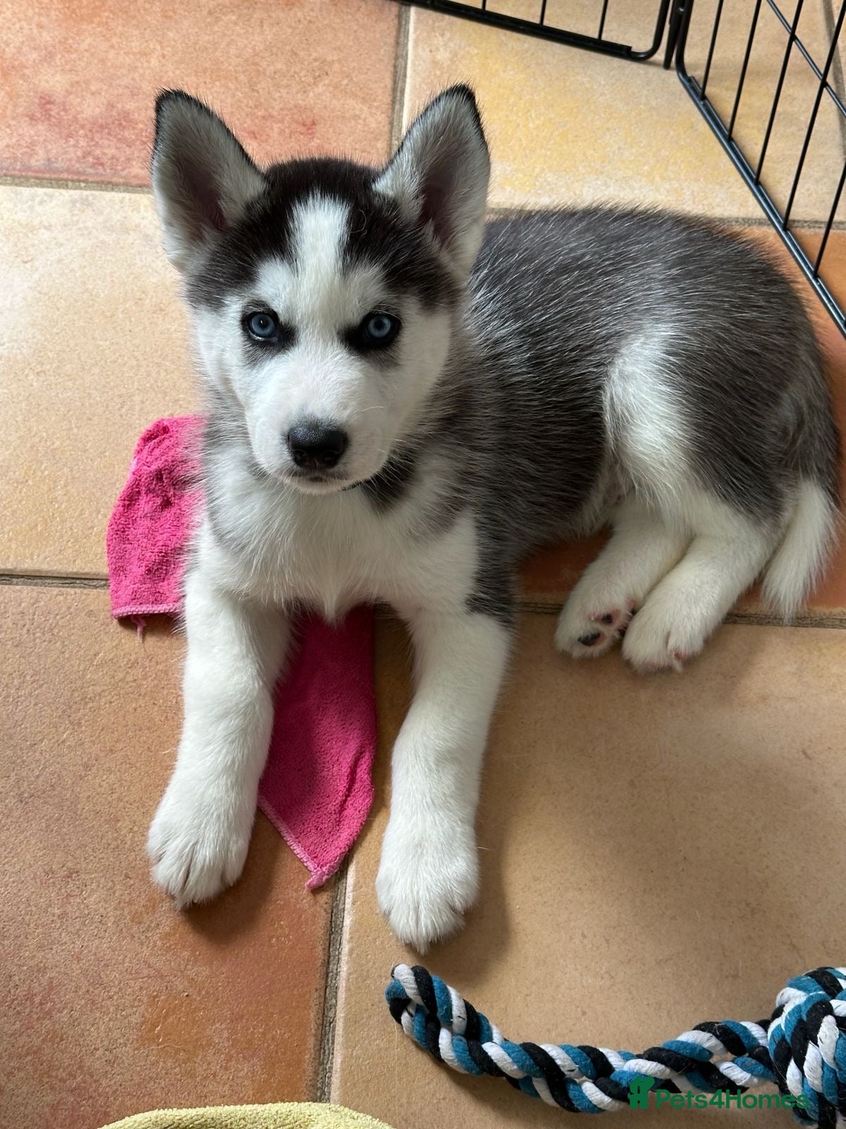 Siberian Husky dogs Beautiful Husky Puppies - Advert 7