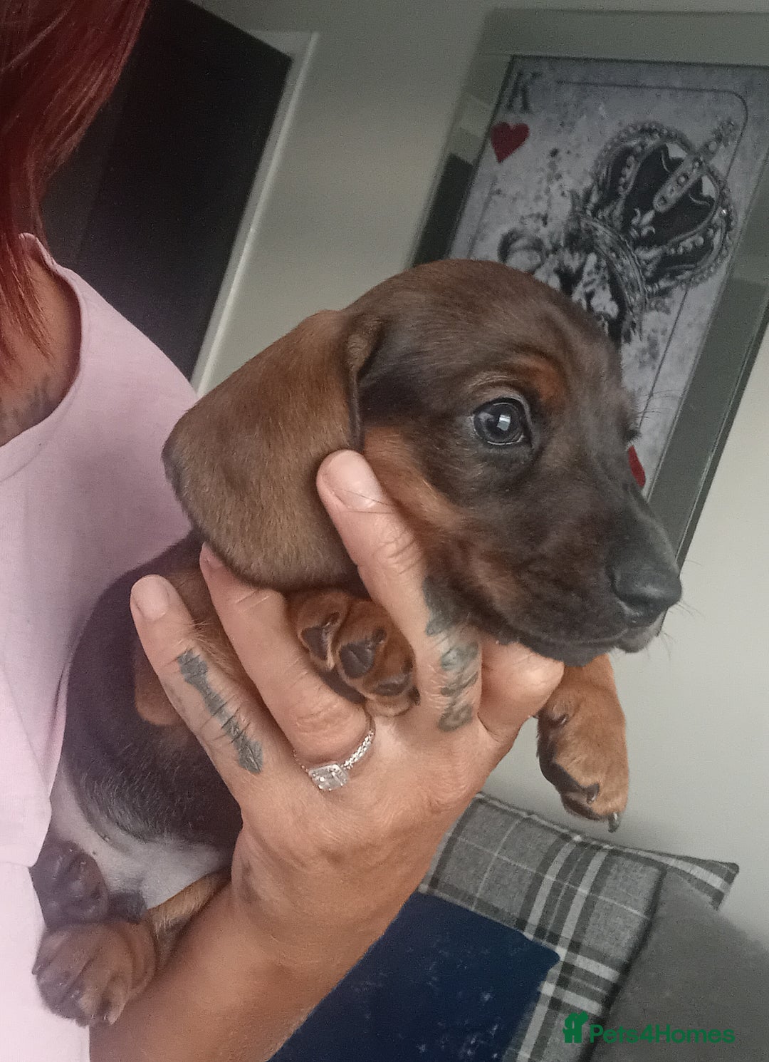 Miniature Dachshund dogs for sale: Our pick of the litter needs her forever 🏡 - Advert 26