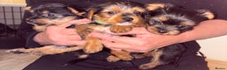 Yorkshire Terrier dogs for sale: Yorkshire Terrier puppies for sale  - Advert 12