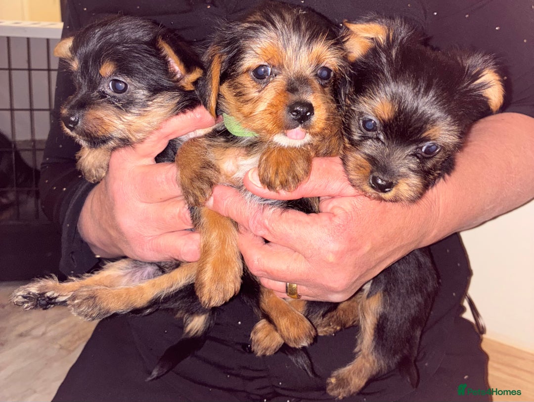 Yorkshire Terrier dogs for sale: Yorkshire Terrier puppies for sale  - Advert 12