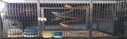 Mixed Breed birds for sale: Hand tame pair of budgies and semi tame Quaker  - Advert 15