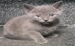 Russian Blue cats for sale: Russian blue kittens  - Image 1