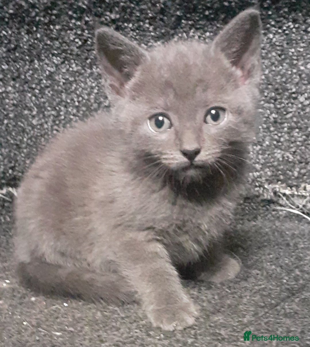 Russian Blue cats for sale: Russian blue kittens  - Image 1