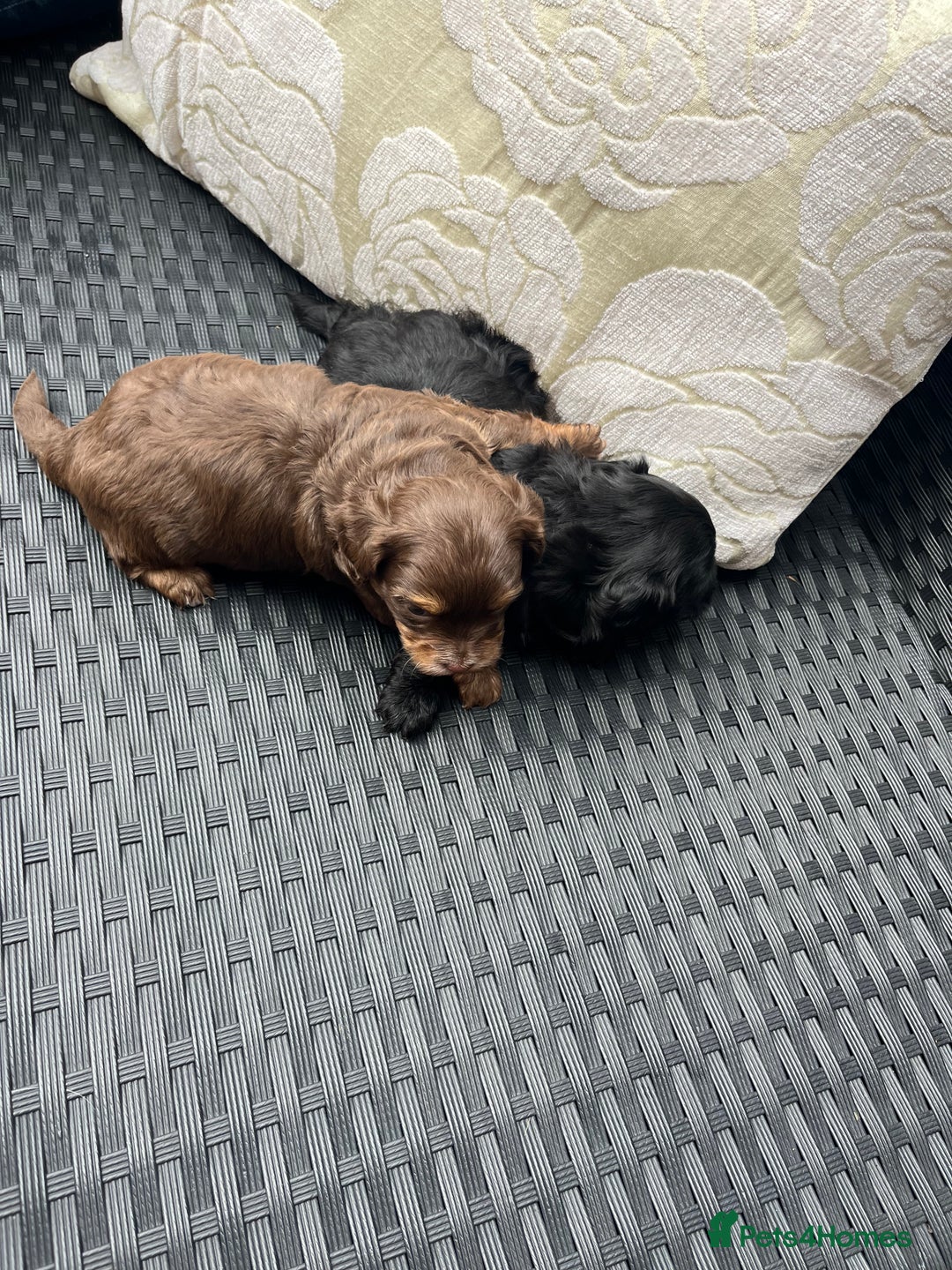 Shihpoo dogs for sale: Shihpoo - Image 1