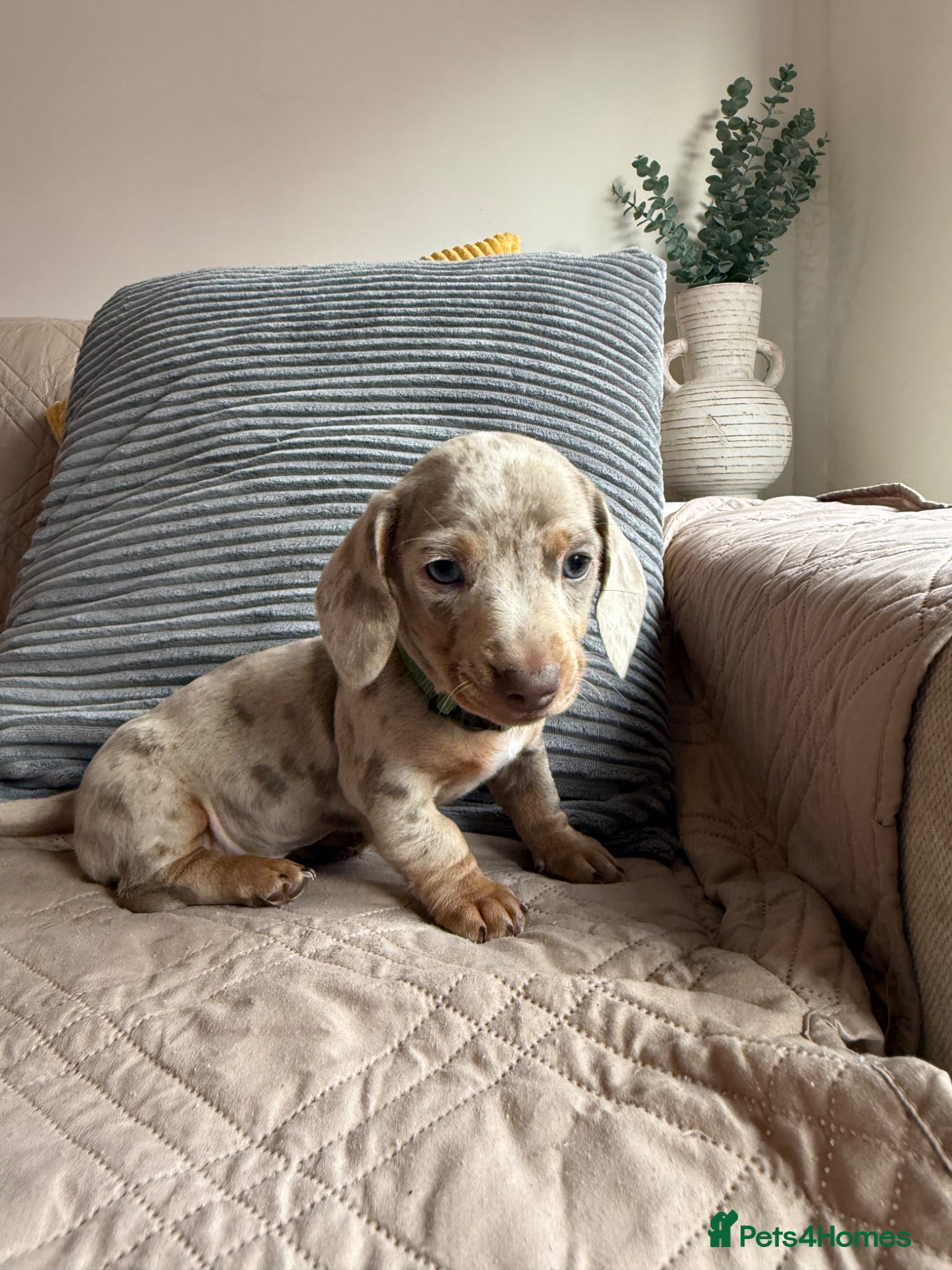 Miniature Dachshund dogs Champion Bloodline - Miniature Dachshund Puppies - Advert 3