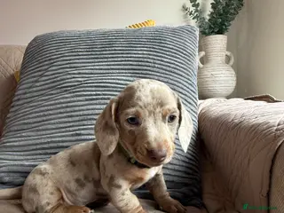 Miniature Dachshund dogs Champion Bloodline - Miniature Dachshund Puppies - Advert 3