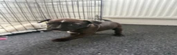 Staffordshire Bull Terrier dogs for sale: Staffordshire Bull Terrier Puppies - Advert 3