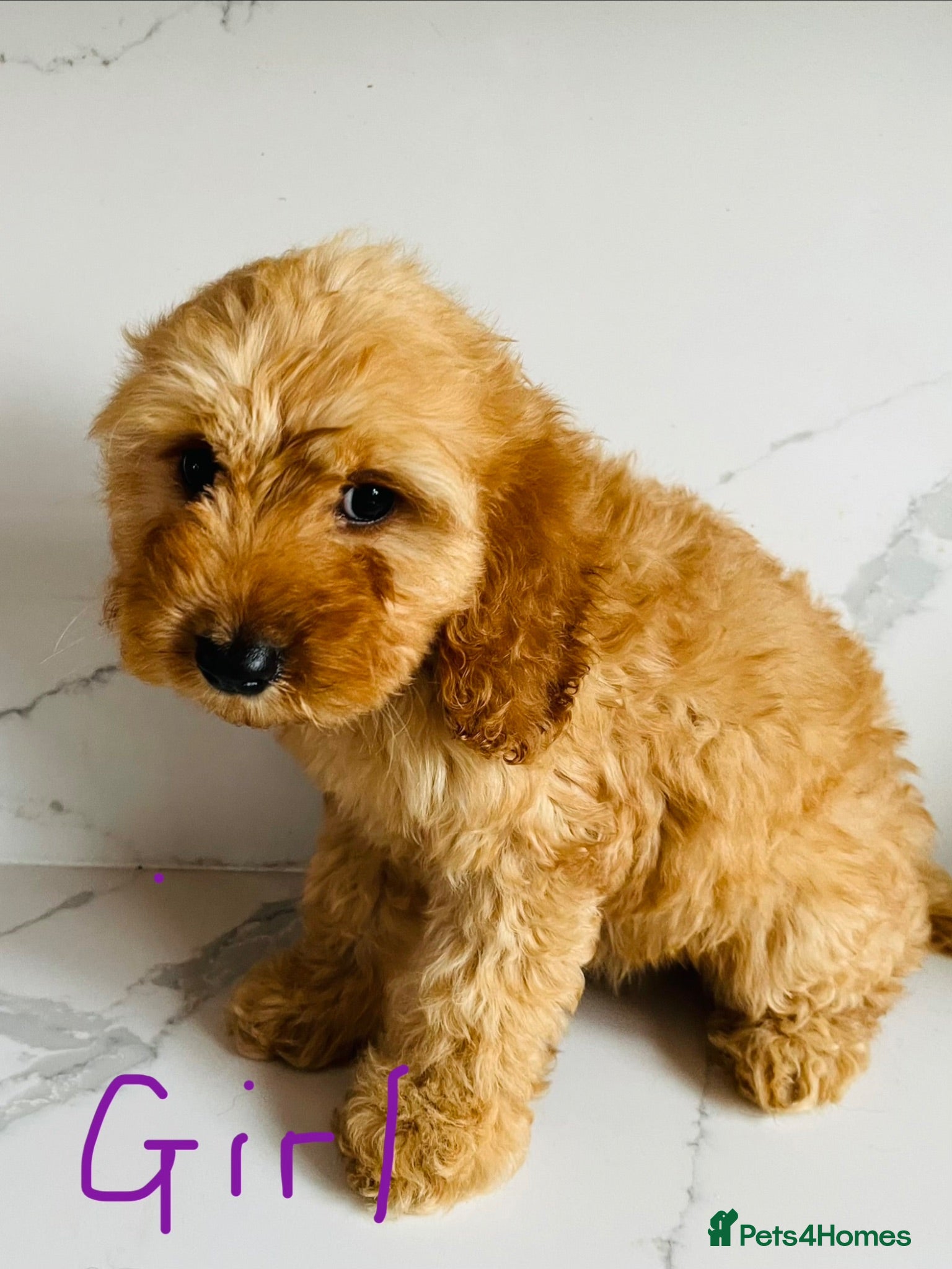 Cockapoo dogs F1 Show cockapoos (ready now) - Advert 1