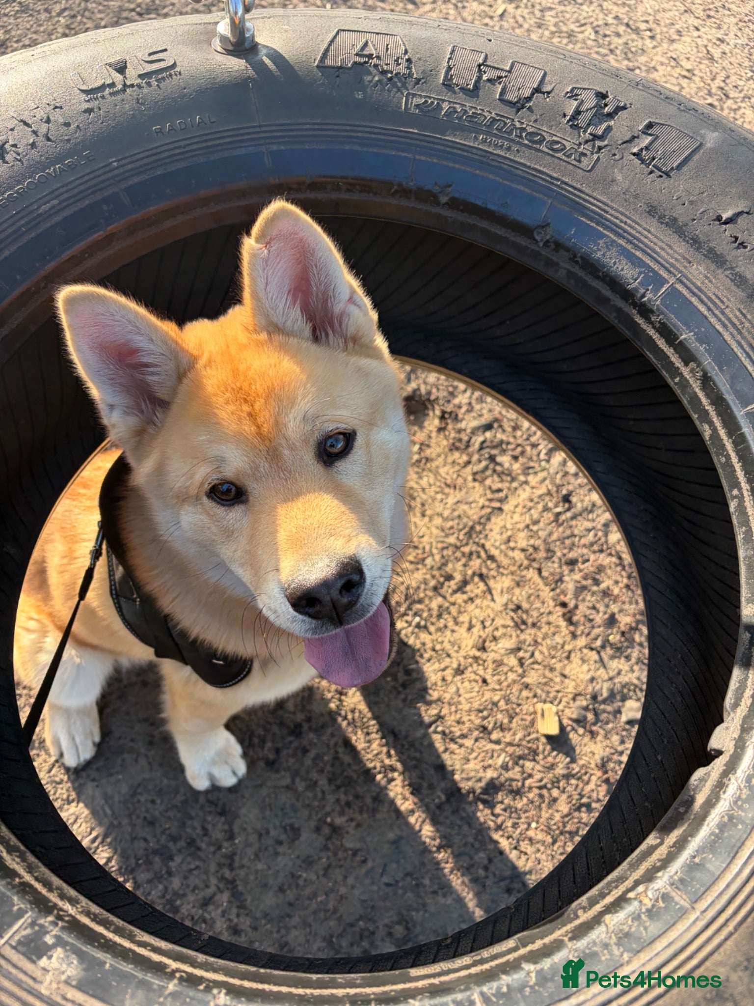 Mixed Breed dogs 5.5-Month-Old Husky / Chow Chow Mix Puppy - Advert 1
