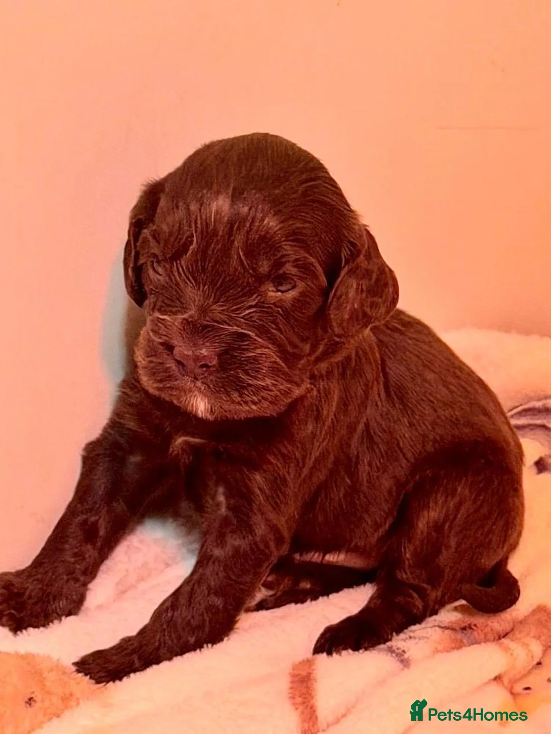 Cocker Spaniel dogs for sale: Cocker Spaniel puppies - 1 Girl 2 boys left - Advert 2