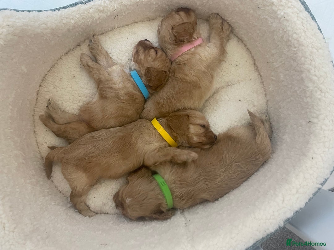 Cavapoo dogs for sale: Wonderful beautiful f1 champagne cavapoo babies  - Image 27