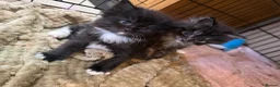 Maine Coon cats for sale: Maine Coon Cross Kittens,1 Male,1 Female,Ready May - Advert 12