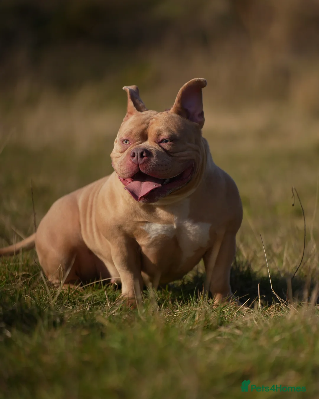 American Bully dogs for sale: American pocket Bully Female 2 Years Old - Advert 6