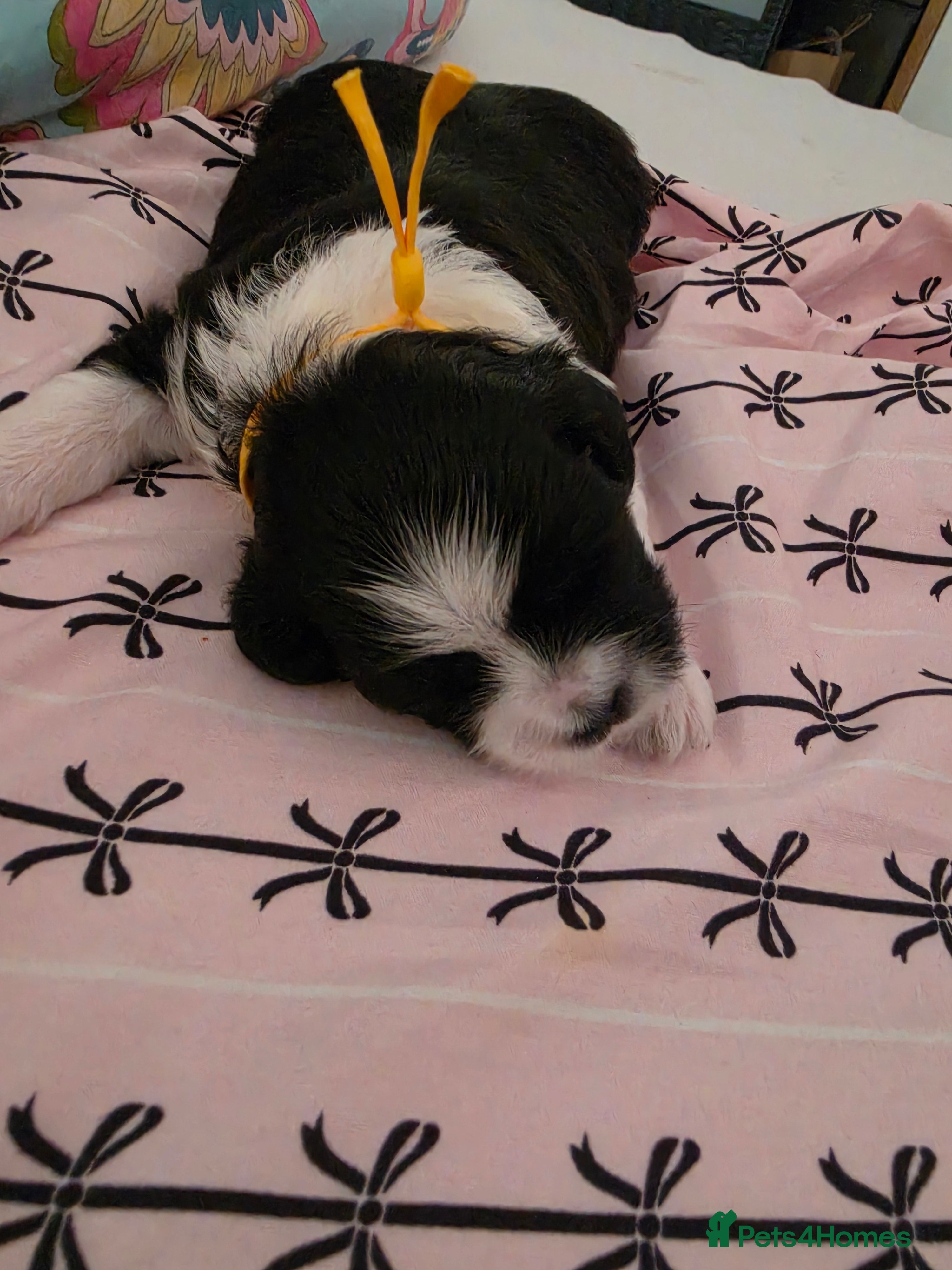 Shihpoo dogs Shih tzu x Shihpoo - Advert 2