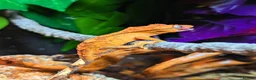 Gecko reptiles for sale: Unsexed Crested Gecko hatchling & full set up - Advert 8