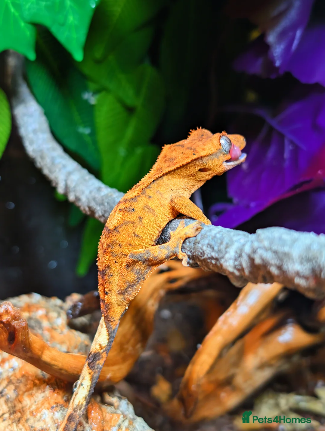 Gecko reptiles for sale: Unsexed Crested Gecko hatchling & full set up - Advert 8