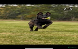 Belgian Shepherd Dog dogs for sale: 9 month old Belgium malious x Dutch herder - Image 1