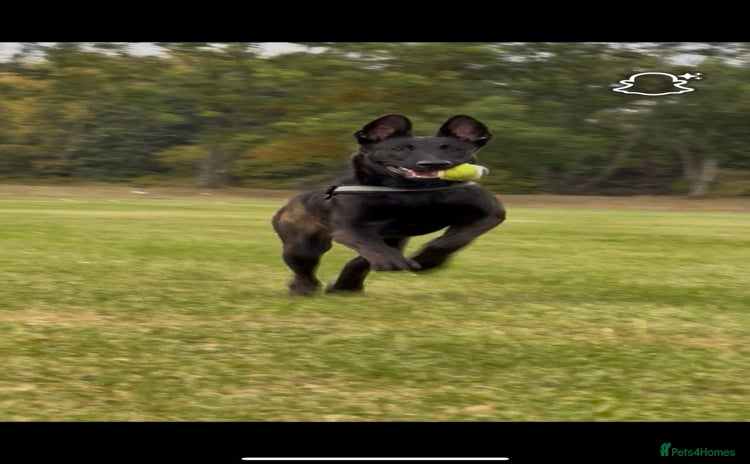 Belgian Shepherd Dog dogs - Advert 1