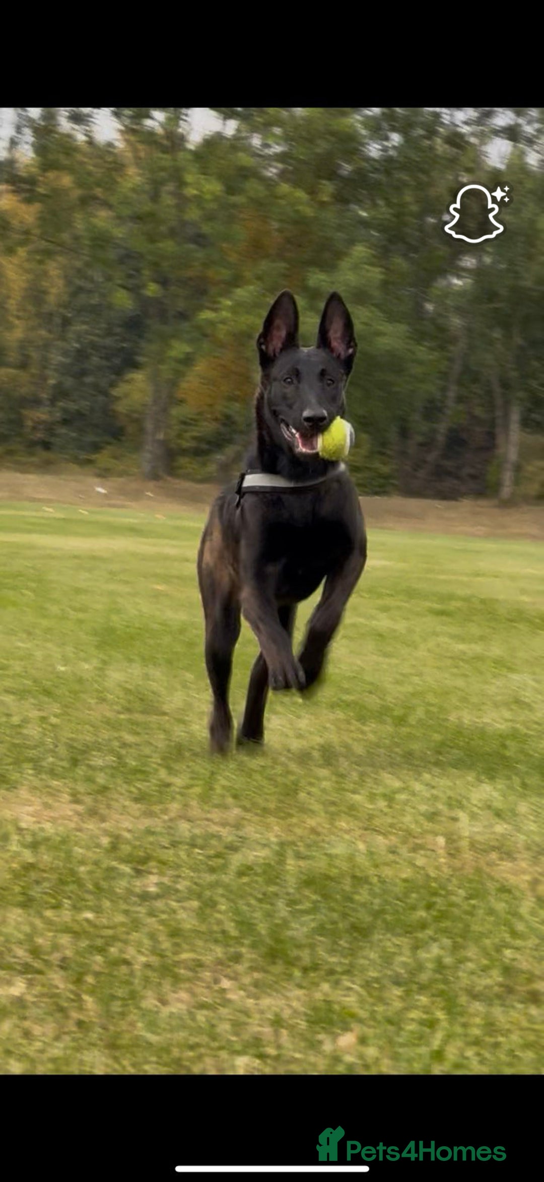 Belgian Shepherd Dog dogs for sale: 9 month old Belgium malious x Dutch herder - Image 1