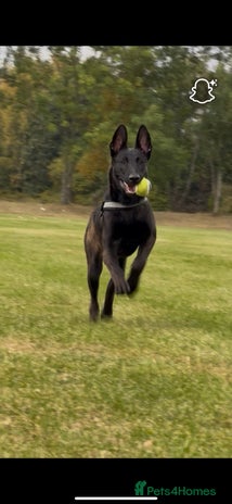 Belgian Shepherd Dog dogs - Advert 11