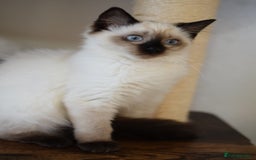 Ragdoll cats for sale: Ragdoll Crystal chocolate point female  - Image 3