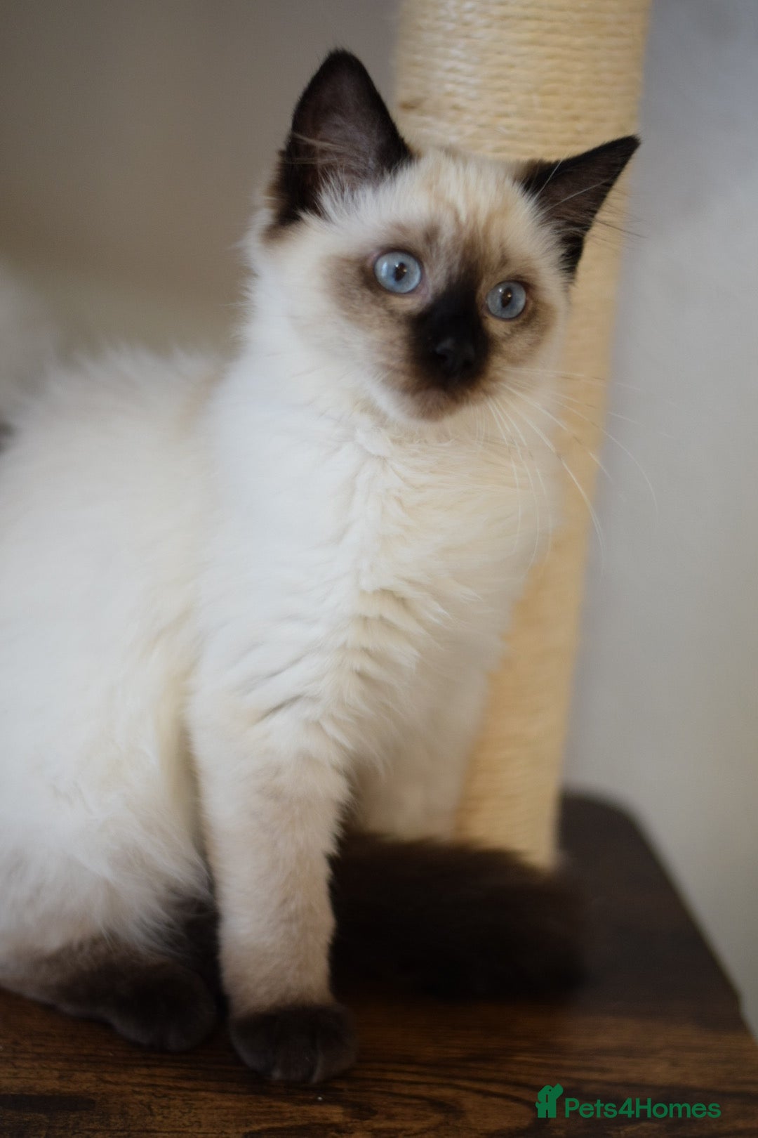 Ragdoll cats for sale: Ragdoll Crystal chocolate point female  - Image 3