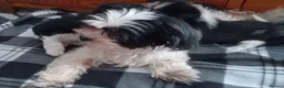 Shih Tzu dogs for sale: 10 week old male black & white shih tzu puppy  - Advert 2