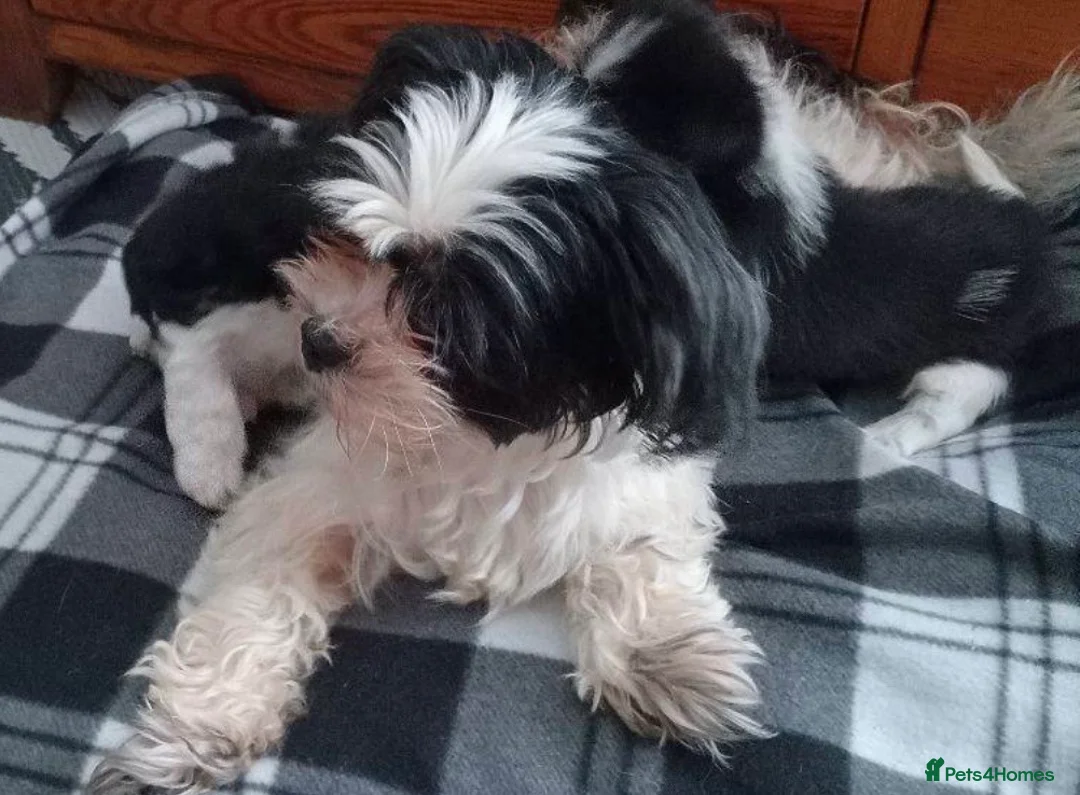 Shih Tzu dogs for sale: 10 week old male black & white shih tzu puppy  - Advert 2