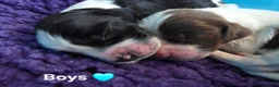 English Springer Spaniel dogs for sale: KC Homebred Health Tested Vet Social Pups 🩷 - Advert 6