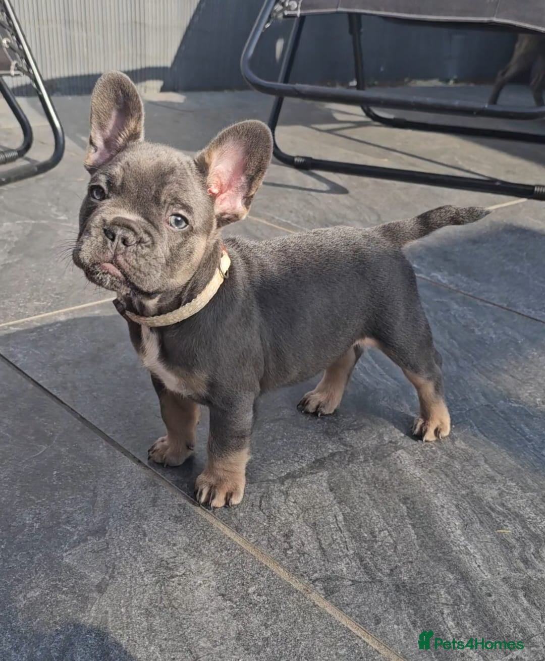 French Bulldog dogs READY TO GO!! Gorgeous French Bull Dog Puppies - Advert 2