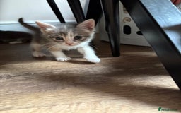 Domestic Shorthair cats for sale: Half bengal - Image 11