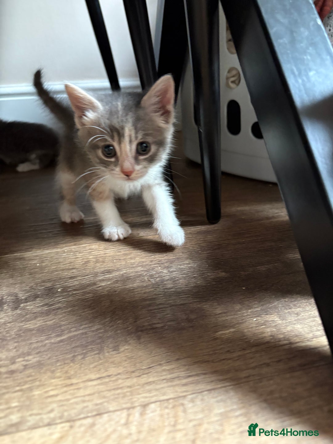 Domestic Shorthair cats for sale: Half bengal - Image 11