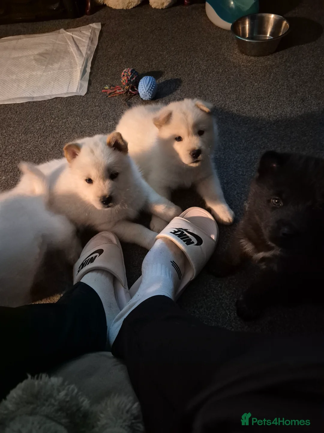 Mixed Breed dogs for sale: Siberian husky/ chow chow (chowski) - Advert 6