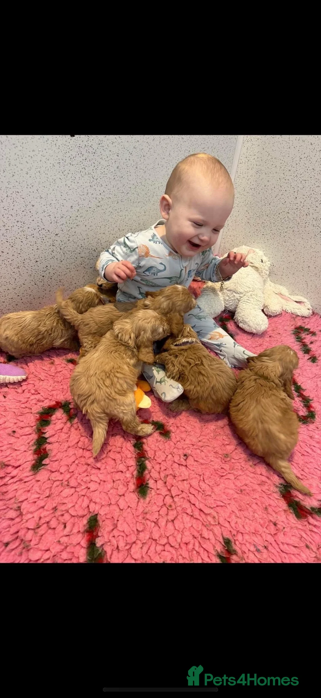 Cavapoo dogs for sale: Beautiful F1 Red Cavapoos- Health Tested - Advert 8