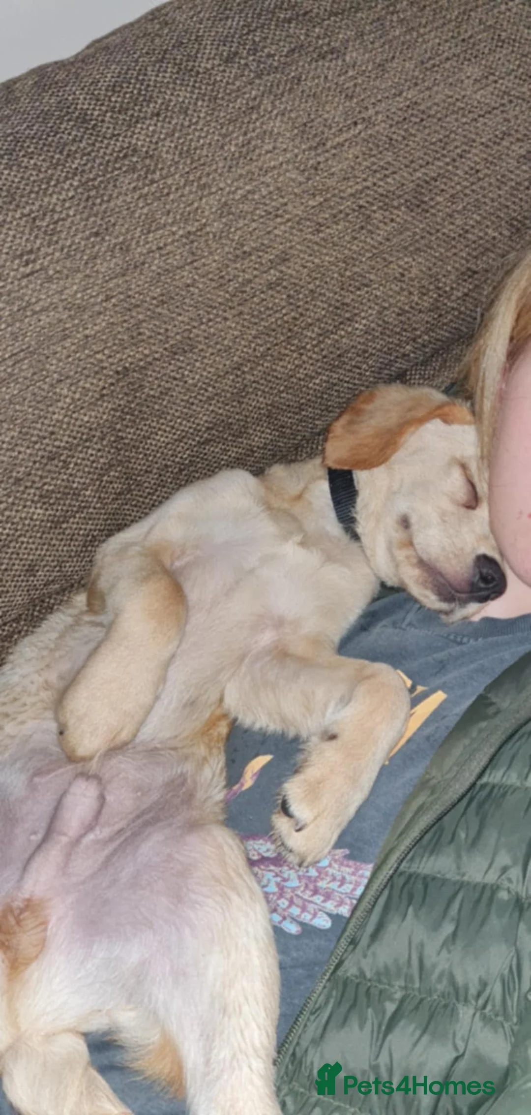 Cockerdor dogs for sale: Milo 7 month  - Advert 5