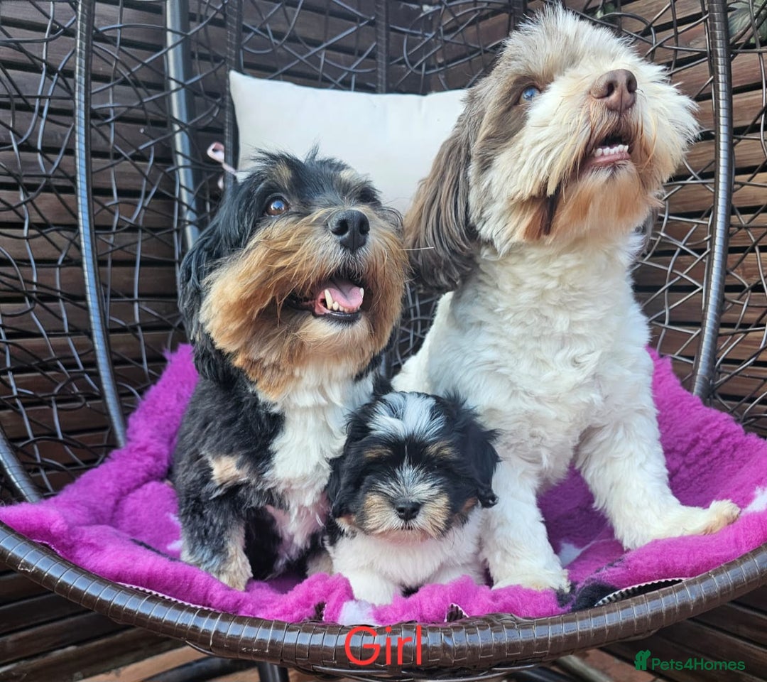 Havanese dogs for sale: Champions Bloodline KC Havanese Puppies in Wellingborough - Image 8