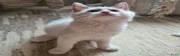 Ragdoll cats for sale: Gorgeous pure bread ragdoll kittens - Advert 5