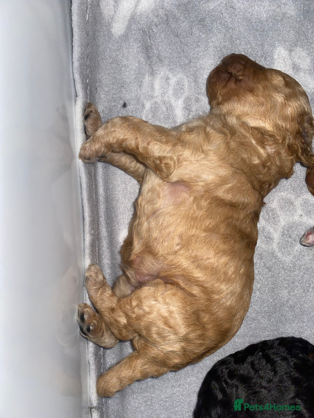 Miniature Poodle dogs for sale: Beautiful Miniature/Toy poodles  - Advert 17