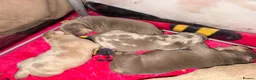 American Bully dogs for sale: American pocket bully puppies for sale 🐾 - Advert 6