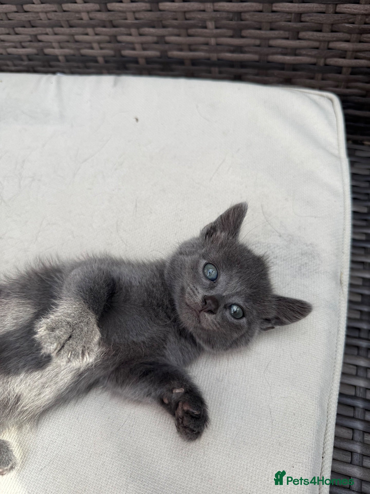 British Shorthair cats Cuddly grey kittens  - Advert 1