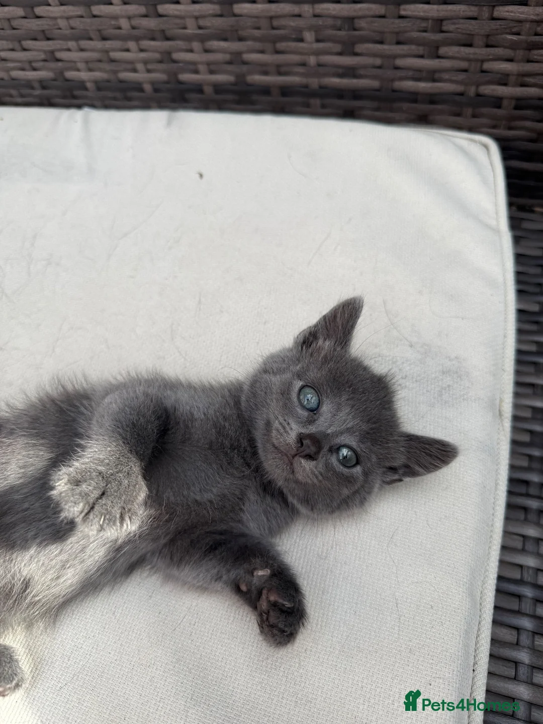 British Shorthair cats for sale: Cuddly grey kittens  - Advert 1