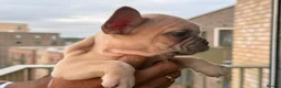 French Bulldog dogs for sale: ‼️FinalPriceDrop‼️Beautiful FrenchBulldog Puppies  - Advert 14