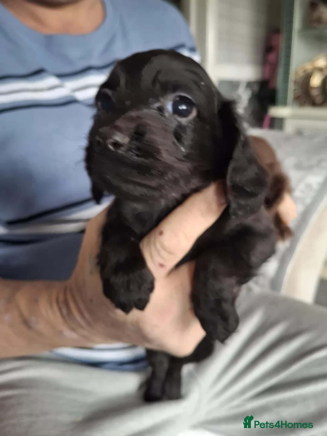 Cocker Spaniel dogs for sale: A beautiful litter of cocker spaniels  - Advert 2