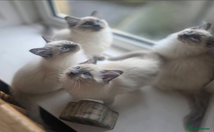 Ragdoll cats - Advert 13
