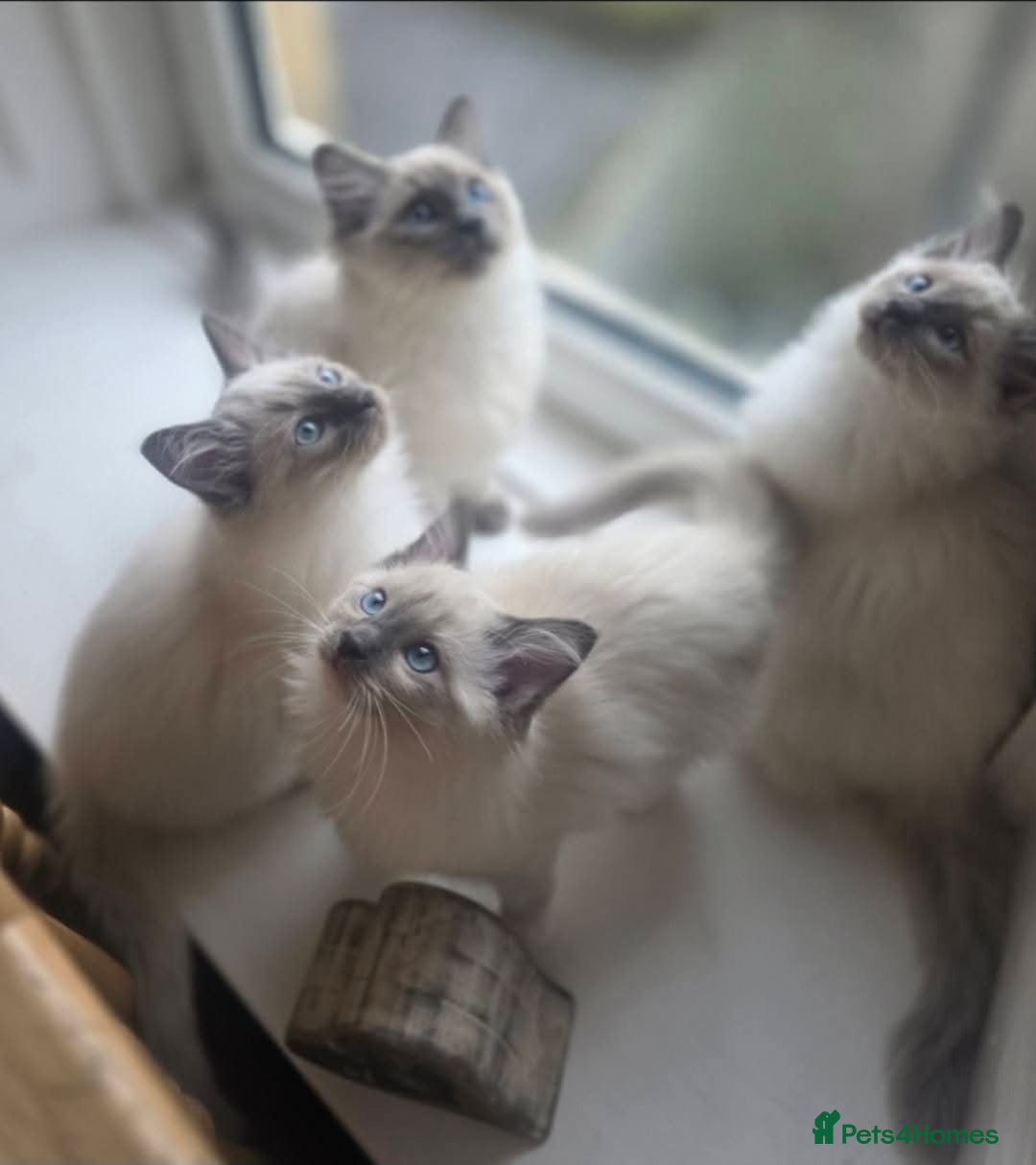 Ragdoll cats for sale: 2 beautiful litters of Ragdolls  - Image 1