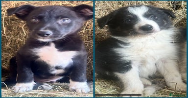 Border Collie dogs - Advert 4